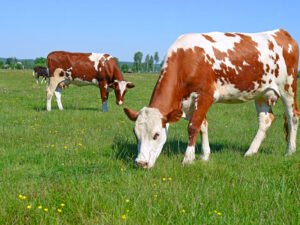 Türkiye’de Hayvancılığın En Temel Sorunu Süt İneklerinin Kontrolsüz Kesimi